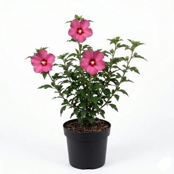 Hibiscus rose - Althéa