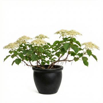 Hortensia grimpant