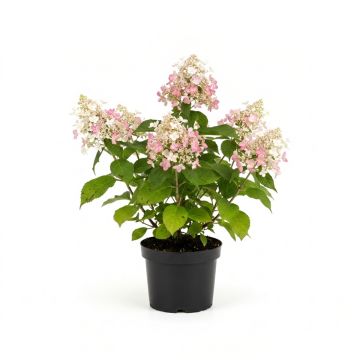 Hortensia panicul&eacute; rose