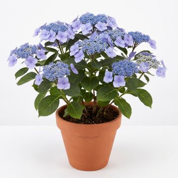 Hortensia à têtes plates bleu