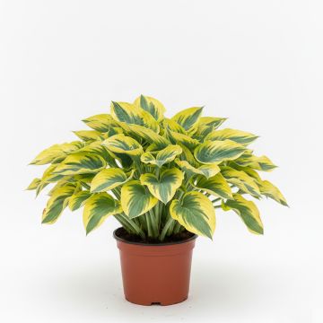 Hosta mauve, feuilles bleu-vert bordées de jaune