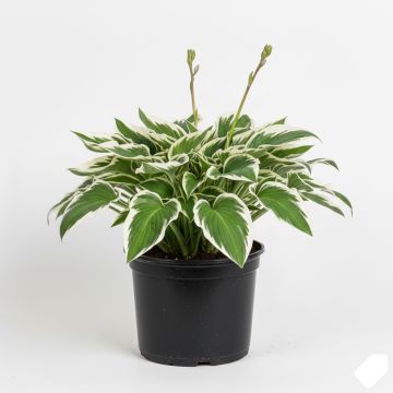 Hosta mauve, feuilles panachées vert et ivoire