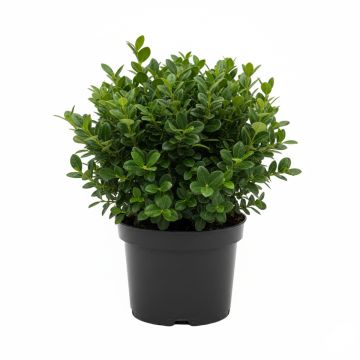 Houx crénelé