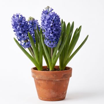 Jacinthe bleue