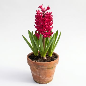 Jacinthe rouge