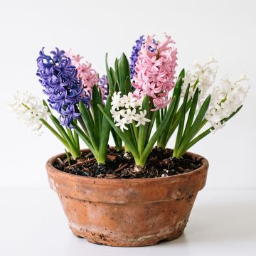 Jacinthe en mélange