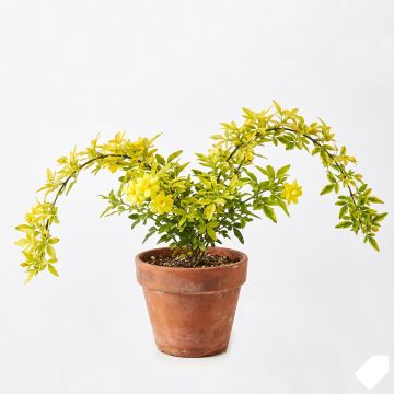 Jasmin panaché