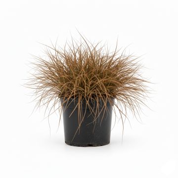 Laîche de Nouvelle-Zélande bronze