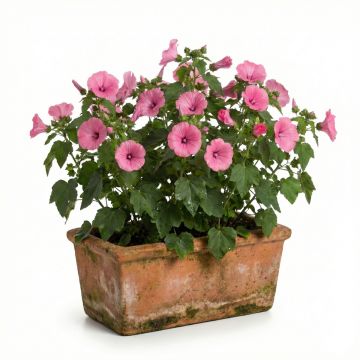 Lavatère annuelle