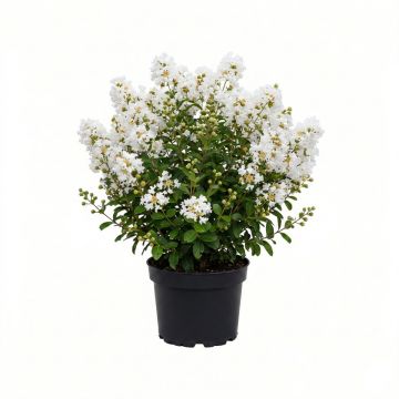 Lilas des Indes nain blanc