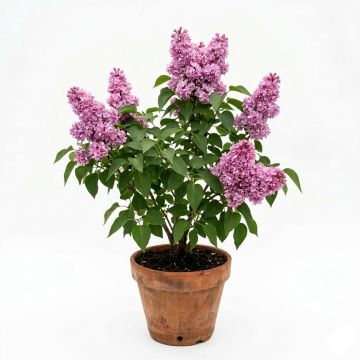 Lilas