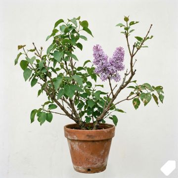 Lilas violet clair