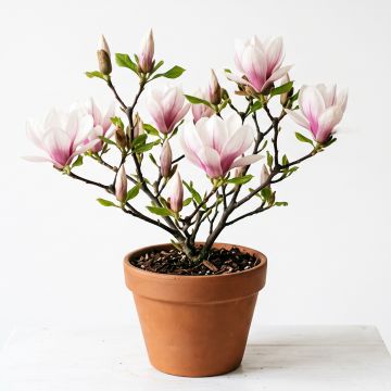 Magnolia