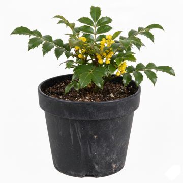 Mahonia