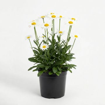 Marguerite blanche