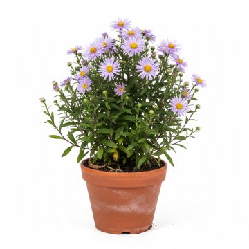 Marguerite d’automne rose