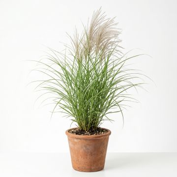 Miscanthus