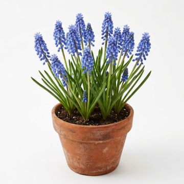 Muscari bleu