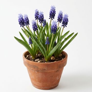 Muscari bleu à larges feuilles
