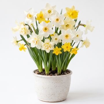Narcisse en mélange