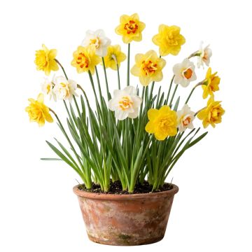 Narcisse double en mélange