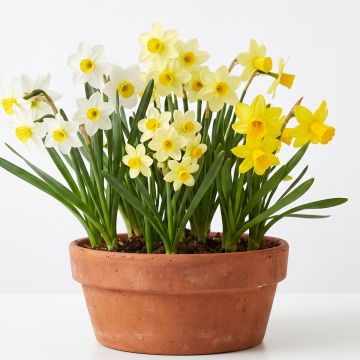 Narcisse nain en mélange