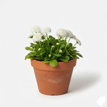 Pâquerette blanche