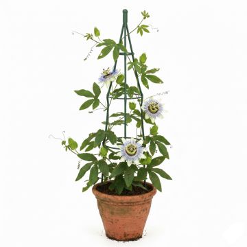 Passiflore bleue