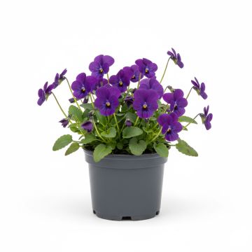 Pens&eacute;e violette