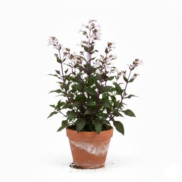 Penstemon blanc
