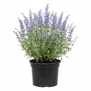 Perovskia bleu