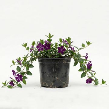 Petite Pervenche violette