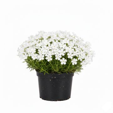 Phlox mousse blanc
