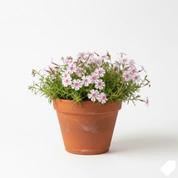 Phlox mousse rose
