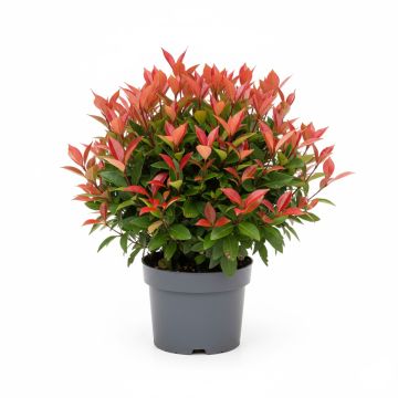 Photinia compact