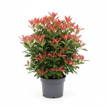 Photinia