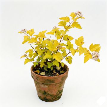 Physocarpe doré