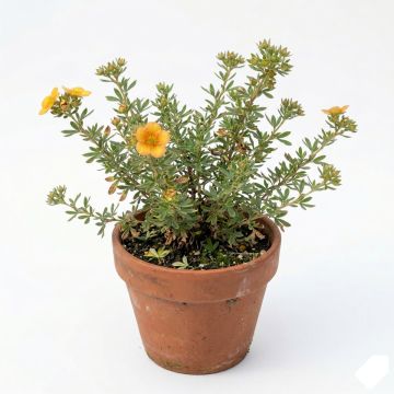 Potentille arbustive orange