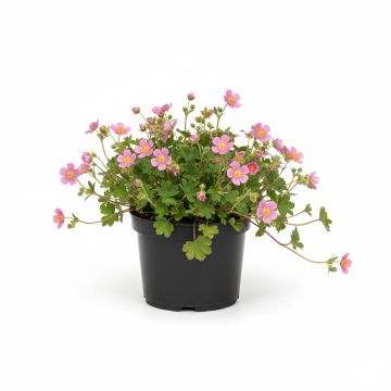 Potentille rose