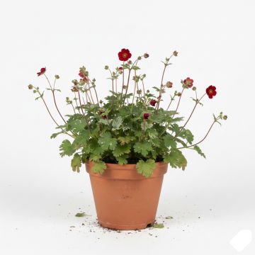 Potentille rouge