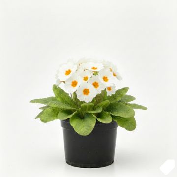 Primevère blanche