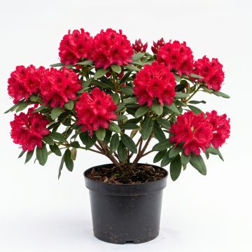 Rhododendron rouge