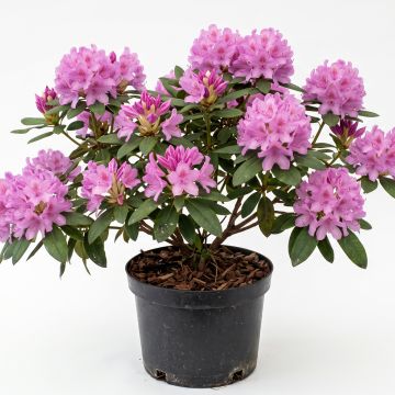 Rhododendron mauve