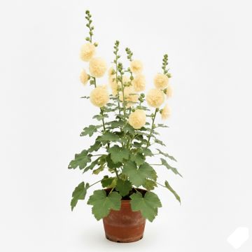 Rose trémière jaune