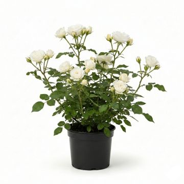 Rosier à fleurs doubles blanc