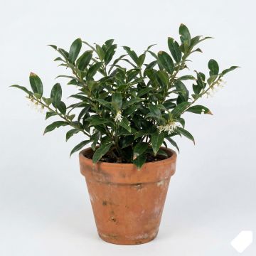Sarcococca