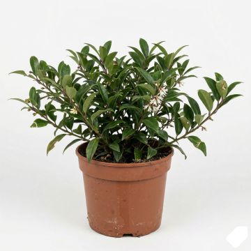 Sarcococca nain