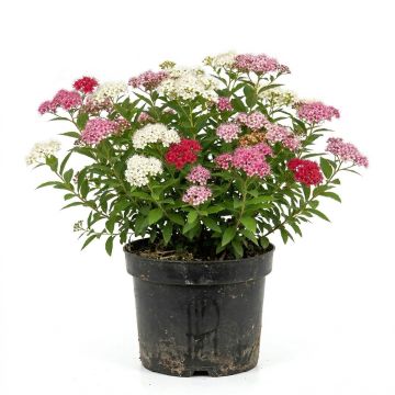Spir&eacute;e bicolore