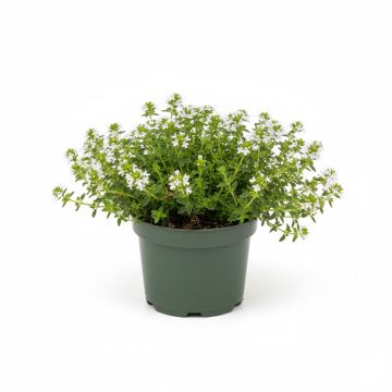 Thym blanc