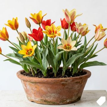 Tulipe à tige courte en mélange